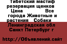 Тибетский мастиф резервация щенков › Цена ­ 100 000 - Все города Животные и растения » Собаки   . Ленинградская обл.,Санкт-Петербург г.